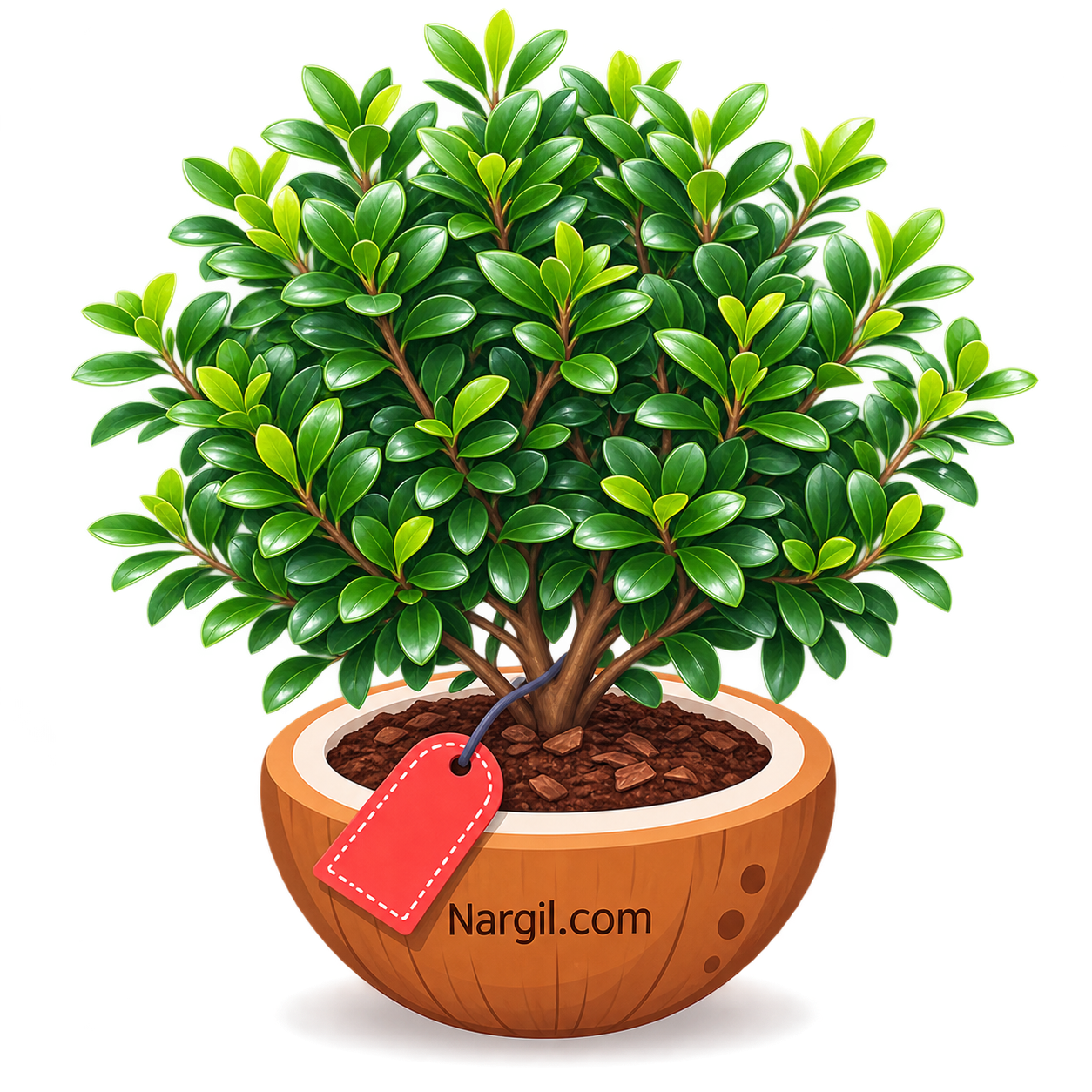 Nargil_Ilex crenata